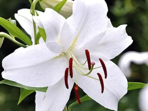 Oriental Lilies White Tisento 