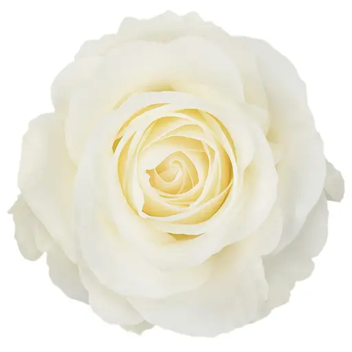 50cm Roses White Tibet