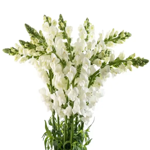 Snap Dragon White 