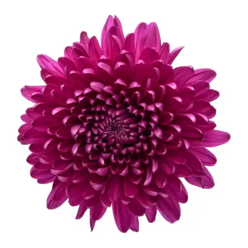 (A) V26 Cremons Purple Andrea