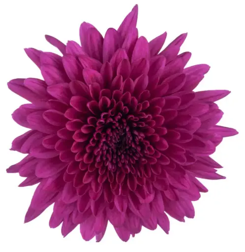 M26 Cremons Purple Lamira