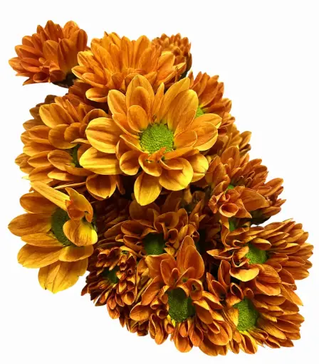 Daisies Orange Lina 