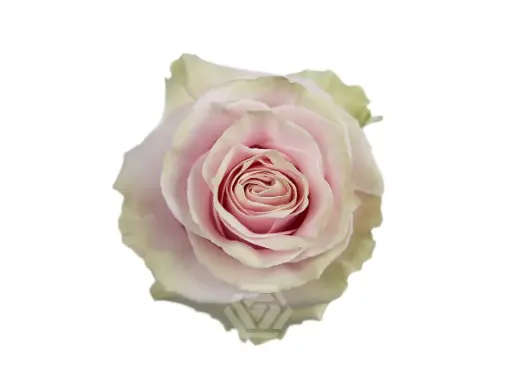 V26 40cm Roses Light Pink Mondial 