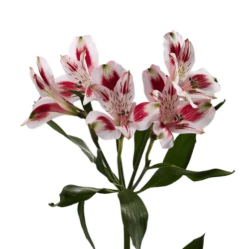 M26 70cm Alstroemerias Bi Color White/Coral Red Pierrot 