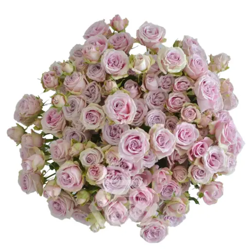 V26 60CM Spray Roses Baby Pink Portrait 
