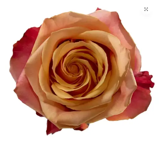 V26 40cm Roses Cherry Brandy 