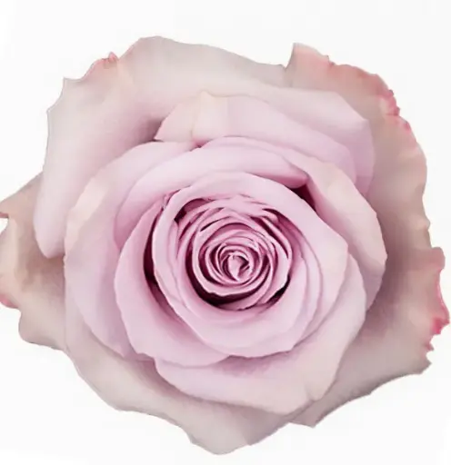 M26 40cm Roses Lilac Star Platinum