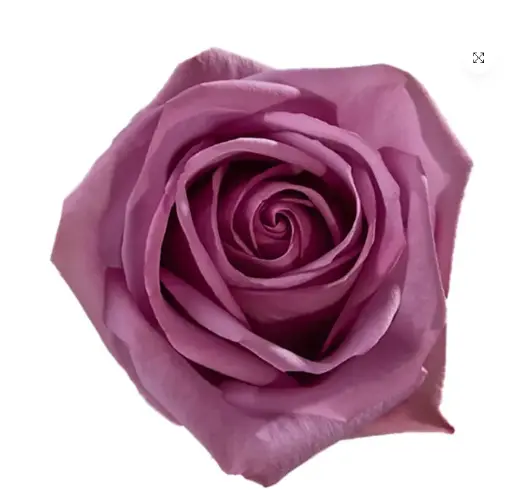 V26 40cm Roses Lavender Cool Water 