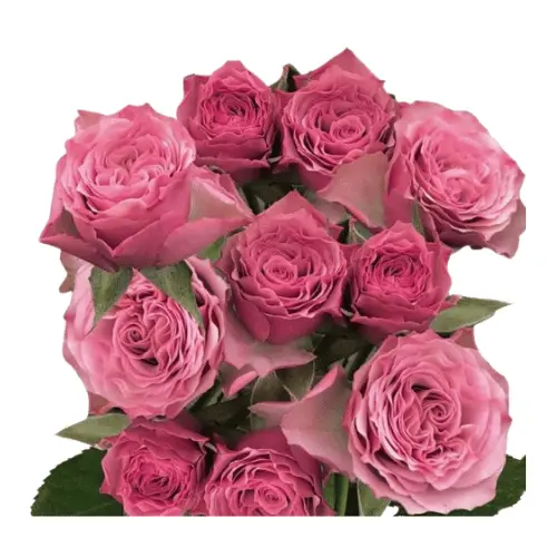 M26 50cm Spray Roses Lilac Toned Vintage Rosever 
