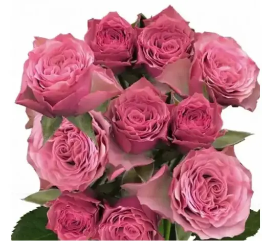 M26 50cm Spray Roses Lilac Toned Vintage Rosever 