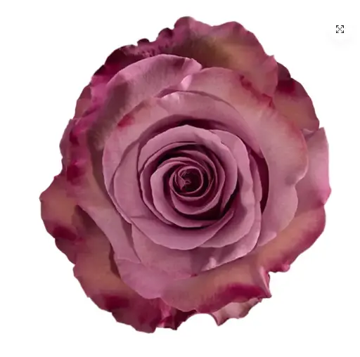 V26 50cm Roses Lavender Govinda 