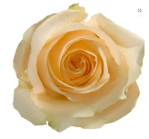 V26 40cm Roses Peach Nectarine 