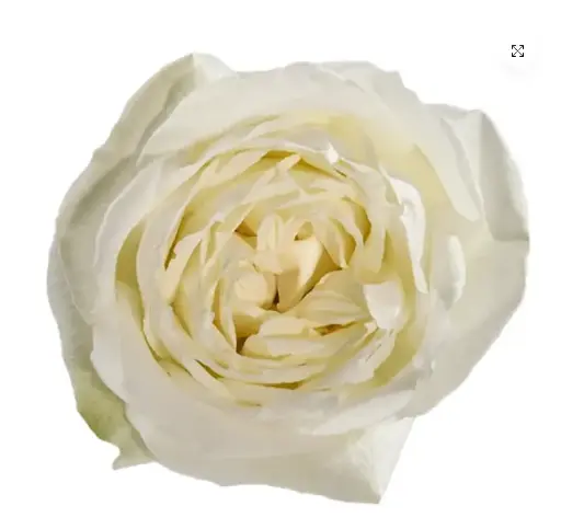 V26 40cm Roses White Polo 