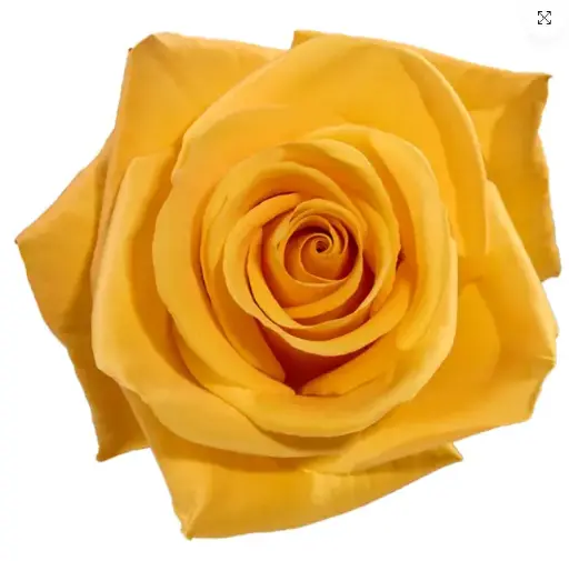 V26 60cm Roses Yellow Bumble Bee  
