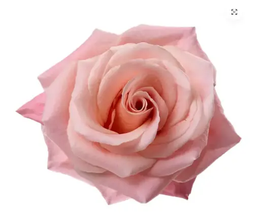(C) V26 50cm Roses Pink Miss Piggy 