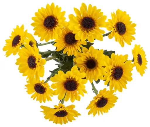 (B) V26 Daisies Yellow Zippo