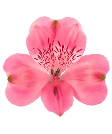 80cm Alstroemerias Bright Pink 