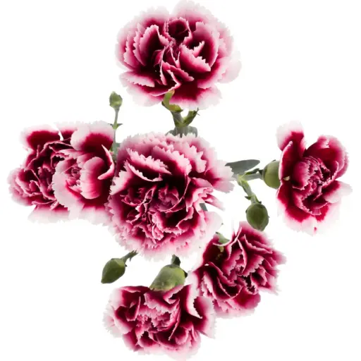 Mini Carnations Burgundy Aura 