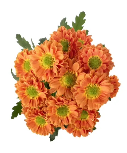 Micropom Bronze Resees (10st)