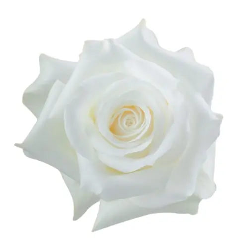 40cm Roses White Akito