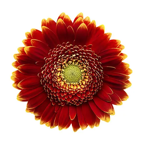 Gerbera Burgundy (10ST)