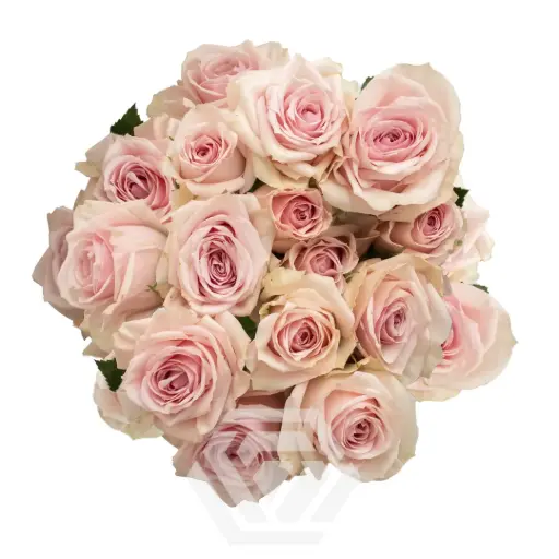 Spray Roses Light Pink StarBlush