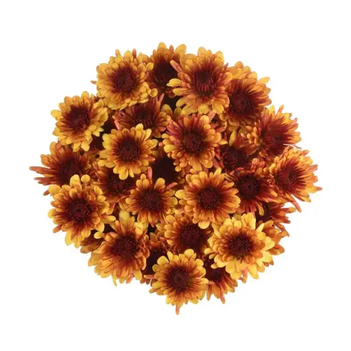 Chrysanthemums Bi-Color Golden/Brown Avila