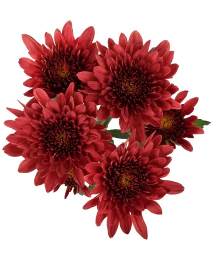 Chrysanthemums Red Avila