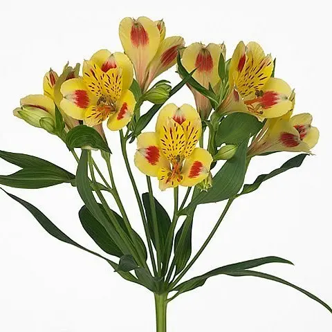 Alstroemerias Bi-Color Orange/Yellow