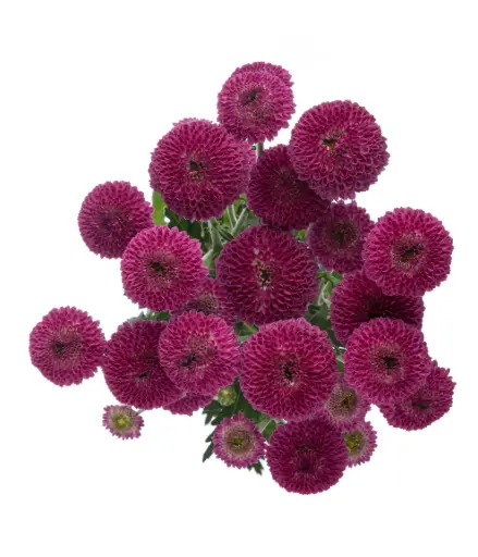 Micropom Candy Crush Purple 