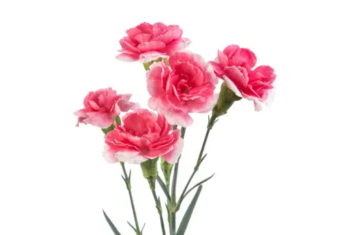 Mini Carnations Varigated Pink Tessino
