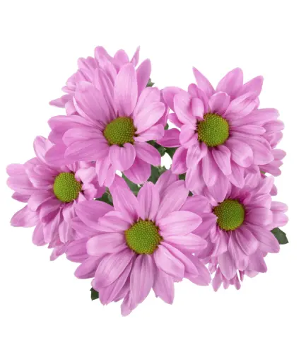 Daisies Pink Karlo