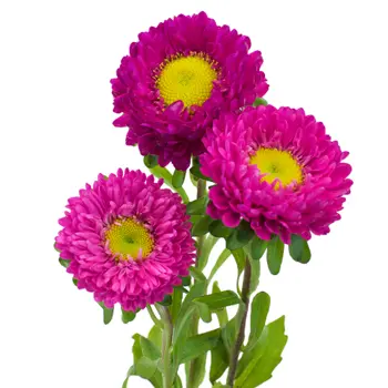 M26 Matsumoto Bright Pink