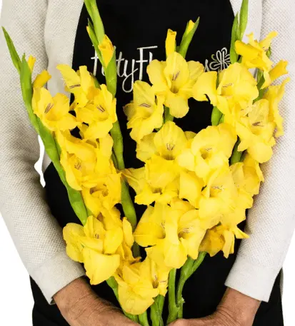 M26 Gladiolus Yellow Lemondrop