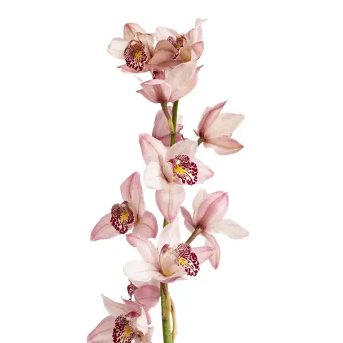 M26 Mini Cymbidium Pink
