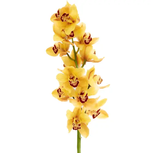 M26 Mini Cymbidium Yellow