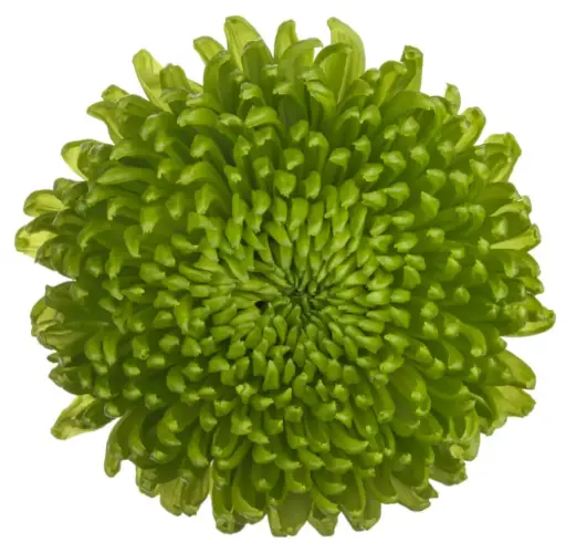 Mum Balls Green Alemani