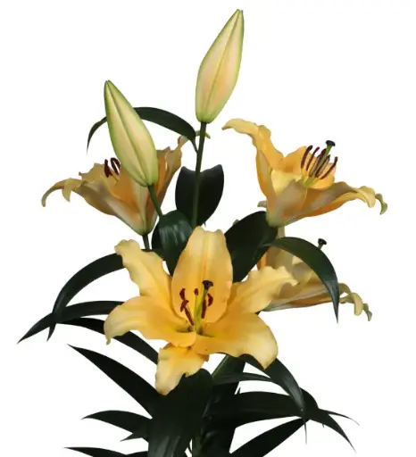 Oriental Lilies Peach Corcovado