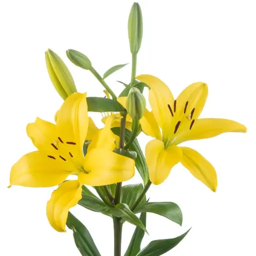 Asiatic Lilies Yellow 