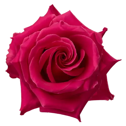 40cm Roses Hot Pink Full Monty 