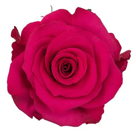 50cm Roses Hot Pink VI 