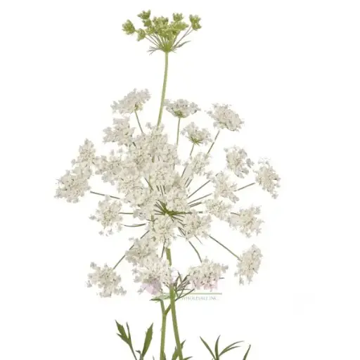 Queens Anne Lace 