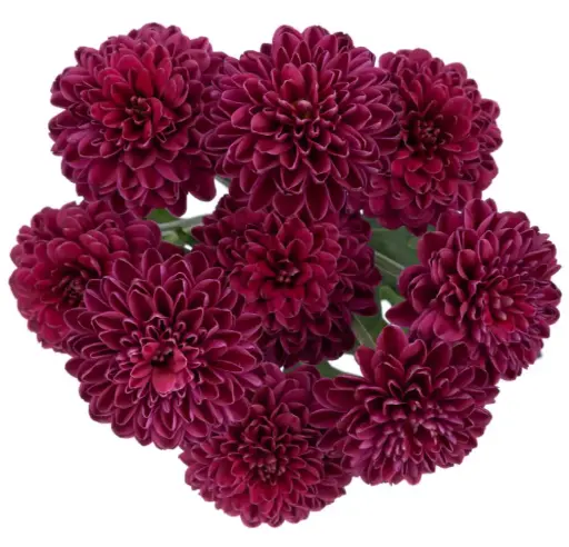 Buttons Purple Cresta 