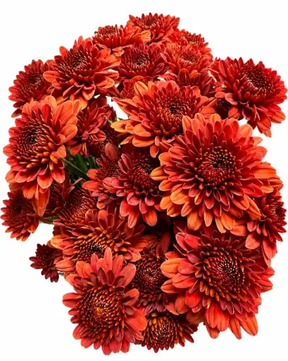 Chrysanthemums Novelty Red Urban 