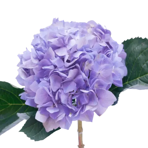 Hydrangeas Lavender Premium