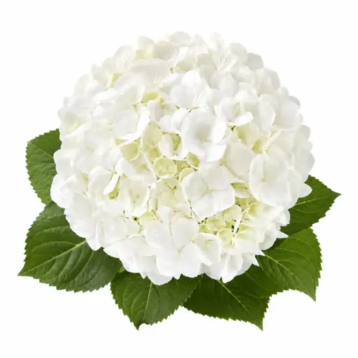 Hydrangeas White Premium