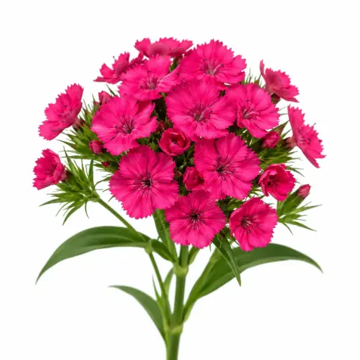 Dianthus Ball Pink Neon Cherry 