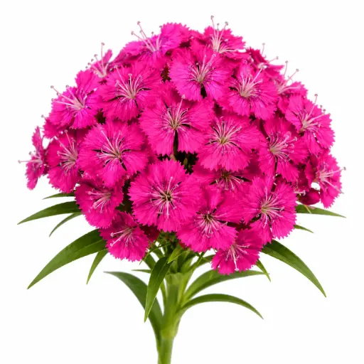 Dianthus Ball Pink Neon Purple
