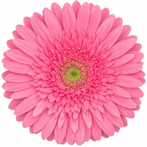 Gerberas Light Pink Elegance (10st)