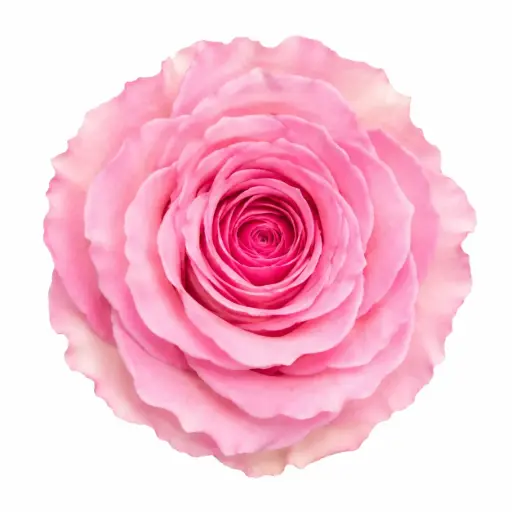 50cm Roses Medium Pink Mandala 